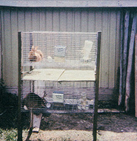 Raising Rabbits: I'm a Hare Raising Kid Image